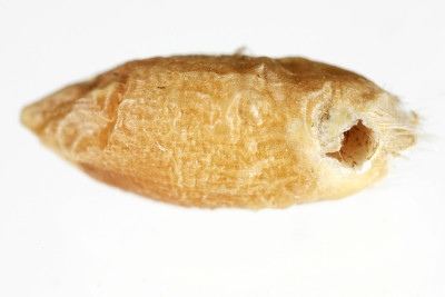 被Angoumois谷蛾(Sitotroga cerealella)破坏的谷物。它是谷物、玉米、水稻