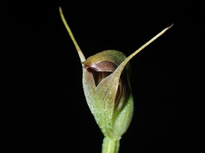 陆生兰花