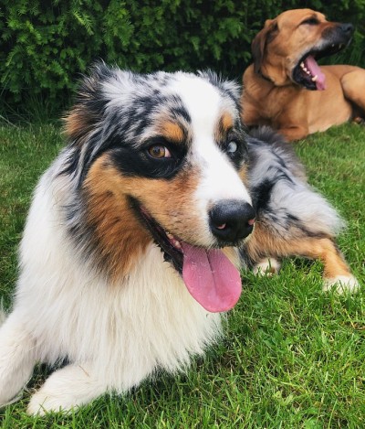 边境牧羊犬
