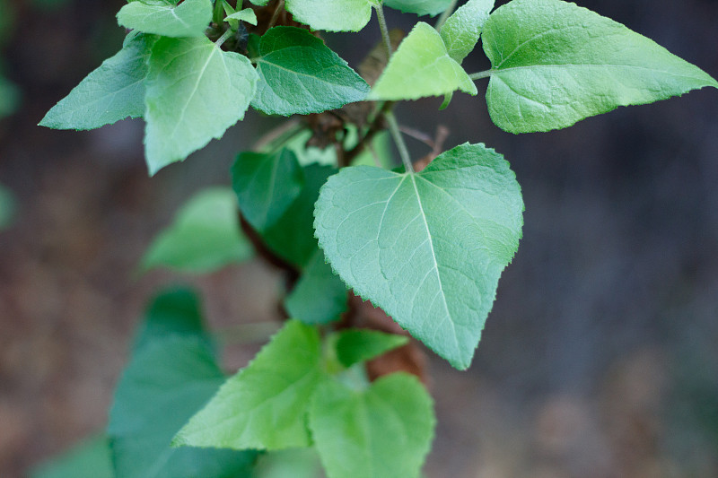 VENEGASIA car摊牌LEAF - TOPANGA SP - 020421 A