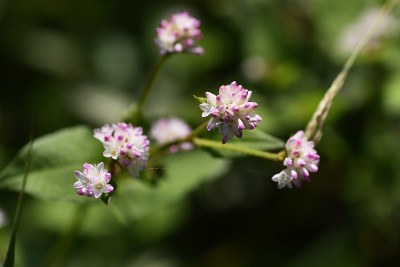 红脚鹬thunbergii花。