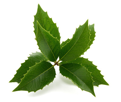 屠夫的扫帚孤立