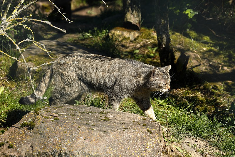 欧洲野猫