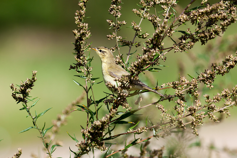 叶莺(Phylloscopus sp)