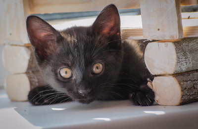 小猫