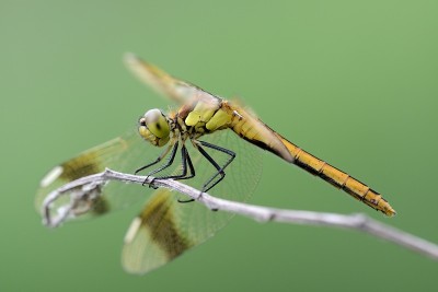 Sympetrum pedemontanum,女