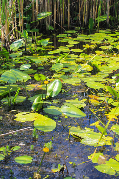 黄水花(Nuphar Lutea)