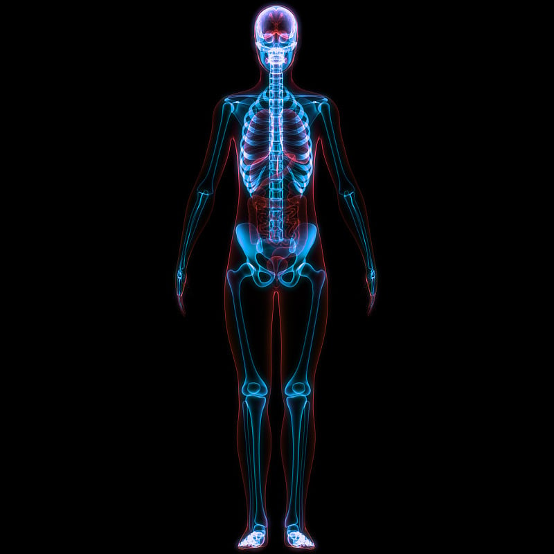 Human Skeleton System Bone Joints Anatomy