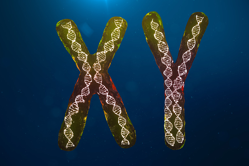 xy染色体DNA的感染、病毒或感染穿透机体。男性的染色体。携带遗传密码的DNA染色体。在生物层面改变