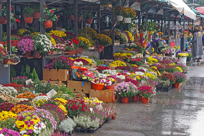 鲜花市场贝尔格莱德