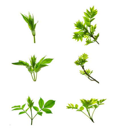 一套绿色接骨木叶子孤立在白色的背景。带叶子的接骨木枝。欧洲的接骨木。