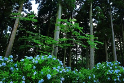 岩手县的绣球花盛开在森林里