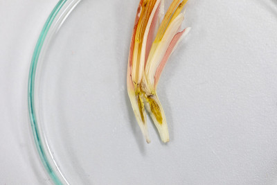 实验室开花和果实结构教育研究。