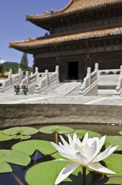 中国莲花莲花佛塔寺