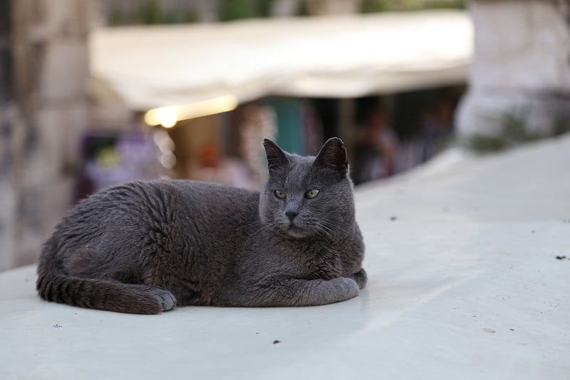 宠物-一个休息的灰猫的肖像