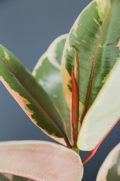 粉红和绿色的斑叶橡胶植物“红宝石”弹性无花果室内植物，新叶出现的原发照片