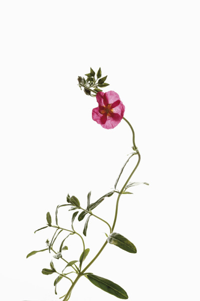岩蔷薇(半日花科)