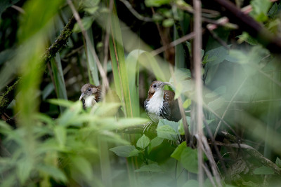 鸟:成年大弯刀舌鸟(Pomatorhinus hypoleucos)