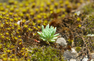景天属植物(lat。景天(Sedum)和哨兵农村(lat。在岩石上