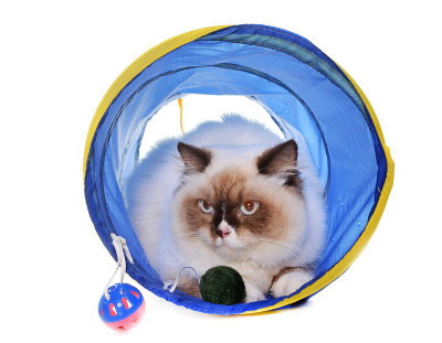 地道里的英国长毛猫