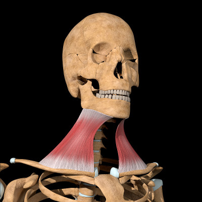颈阔肌骨骼的3d插图