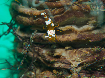 海葵虾