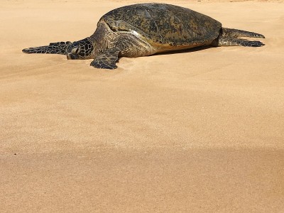 hawaiian green sea turtle / Chelonia mydas
