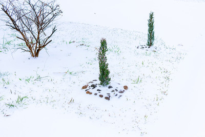 小的意大利柏树覆盖着雪