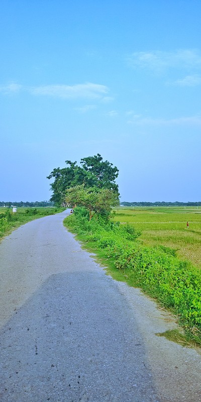 蝴蝶村杆