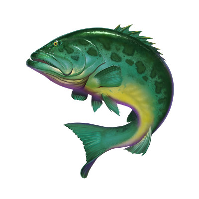 大海鱼大西洋巨石斑鱼在海洋上白色。