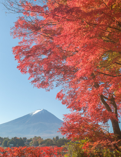 红枫树和川口町的富士山