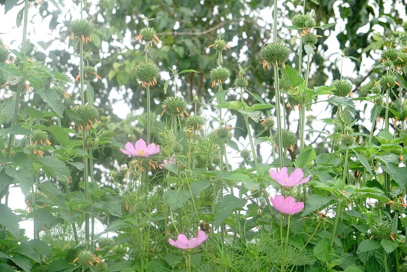 蒙贾姆谷、美林、清迈山山水梯级水稻作物风景秀丽