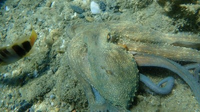 普通章鱼(octopus vulgaris)狩猎