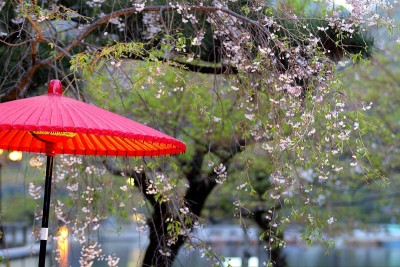 漂亮的樱花背景