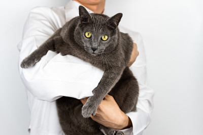 治疗可爱的猫和疾病的兽医