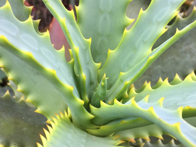 芦荟