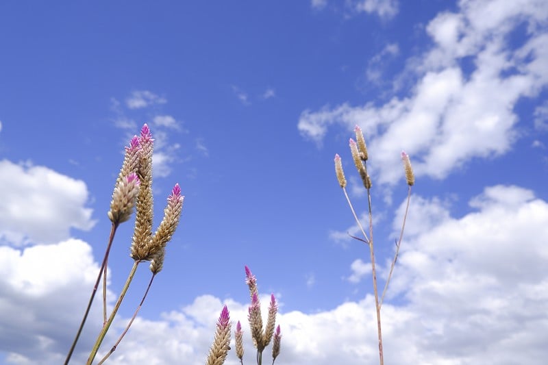 Celosia caracas â雄鸡冠花在自然界的蓝天背景