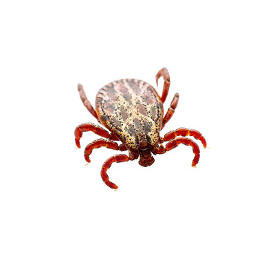 脑炎病毒，莱姆病，Borreliosis Disease, Monkey Fever, Infect