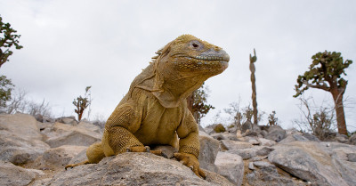The land iguana sitting on the rocks.