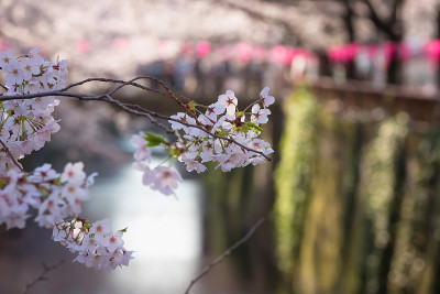 日本的樱花