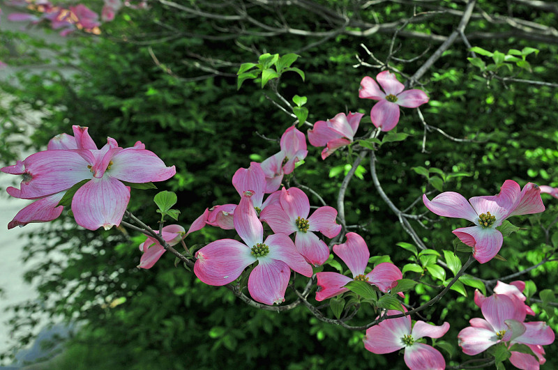 粉色山茱萸花——印第安纳州霍华德县