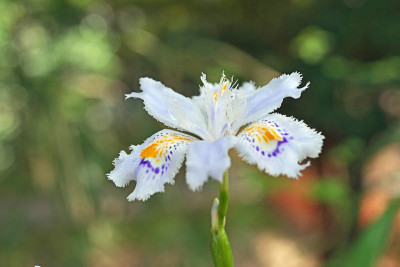 蝴蝶花