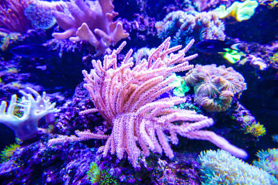 海洋的鱼