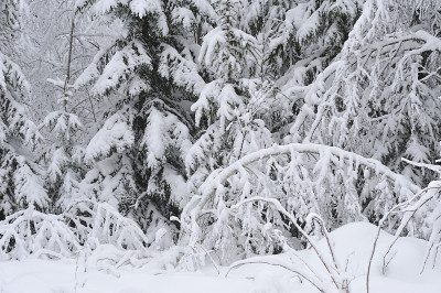 大雪后的森林