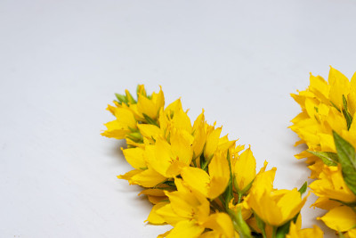 黄色moneywort的花，Lysimachia nummularia近在灰色背景
