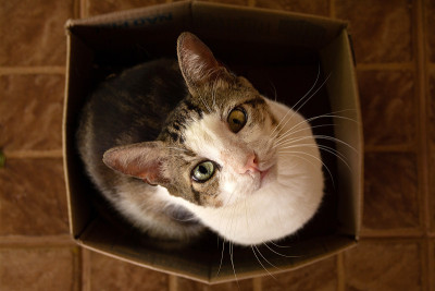 猫在盒子里。