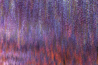 紫红色的大紫藤架在夜晚