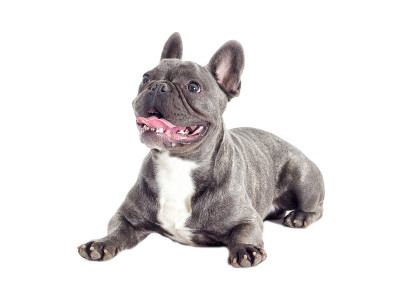法国斗牛犬，全长孤立犬