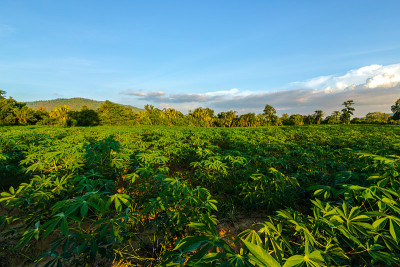 木薯农场、马铃薯农场、木薯种植园的生长和山地背景。农场、蔬菜和农业的概念。