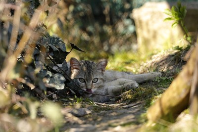 欧洲野猫